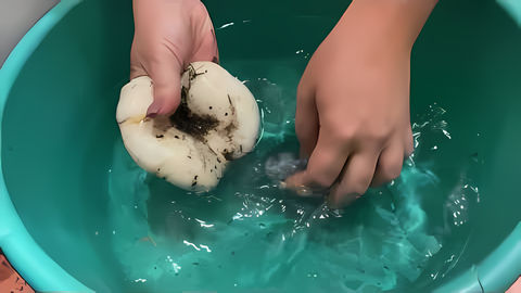 Видео: Самый быстрый способ почистить грибы грузди🔥🍄